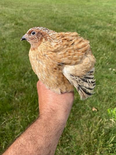 Jumbo quail males available only