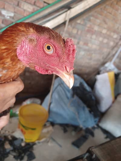Sindhi breeder
