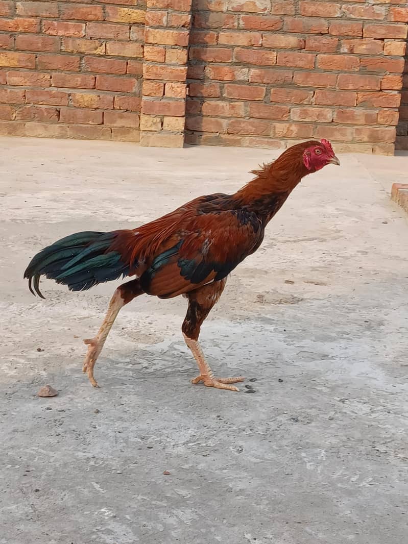 Sindhi breeder 1