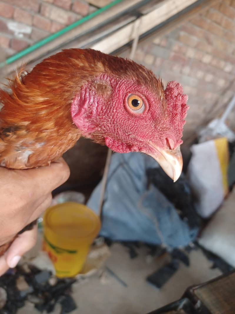 Sindhi breeder 2