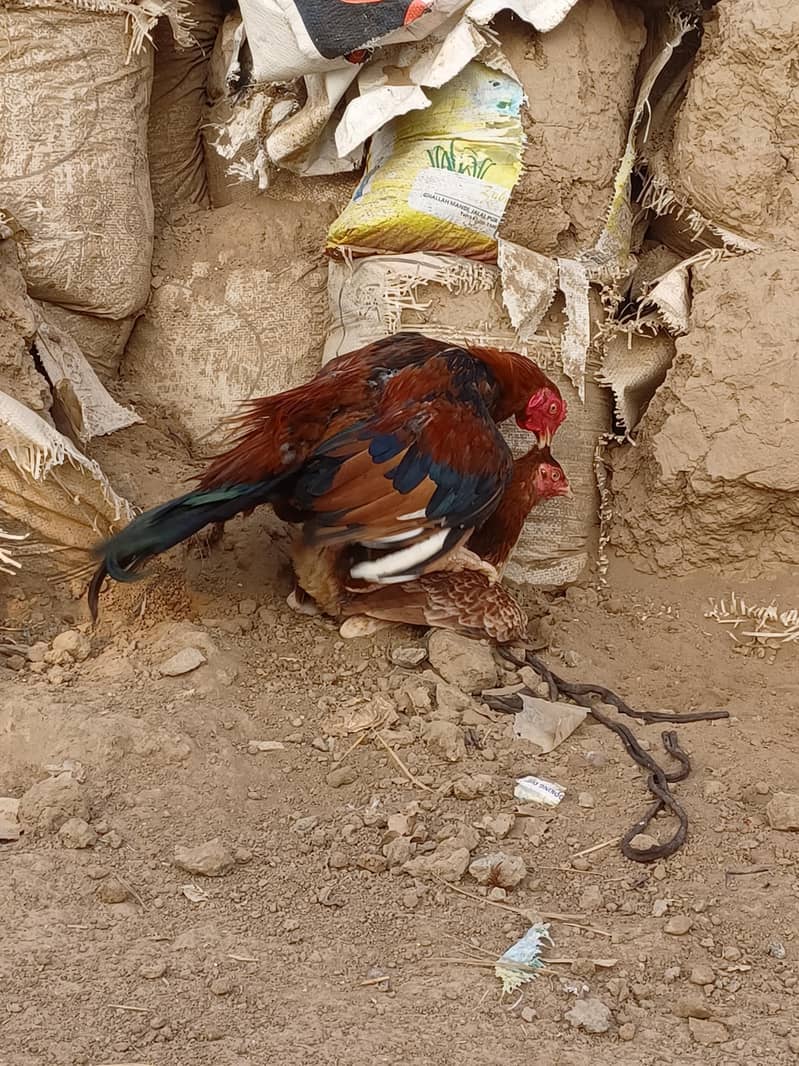 Sindhi breeder 3