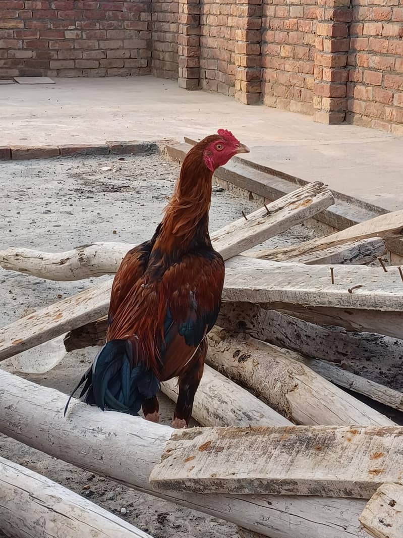 Sindhi breeder 4