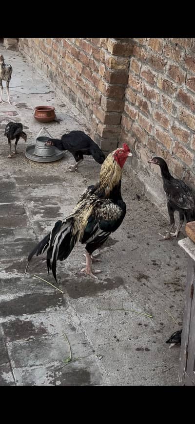 Aseel mianwali