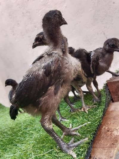 dargon aseel | dargon chicks | black dargon | blue dargon | chicks