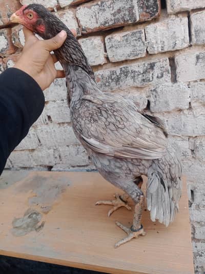salati aseel murgi for sale