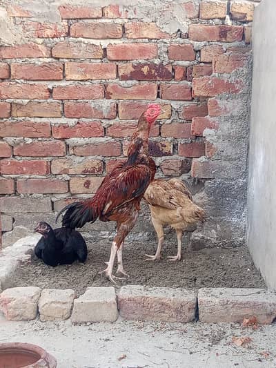 barmi cross patha