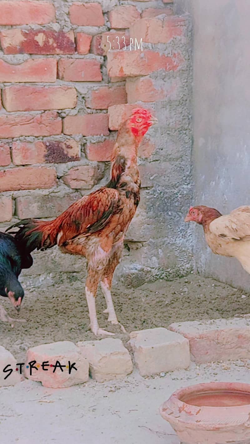 barmi cross patha 2