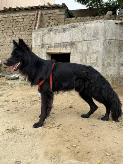 German shepherd long court