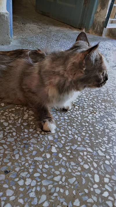 Persian cat for sale contact me on03137072477 WhatsApp