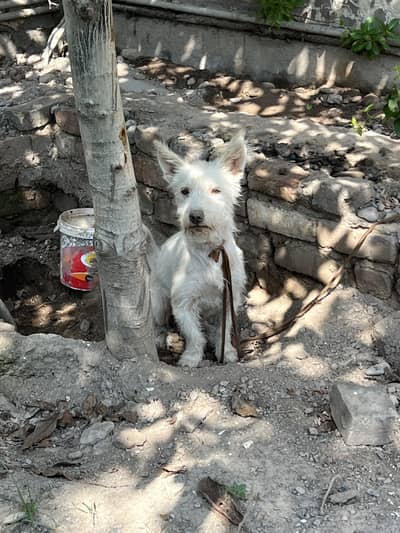 Russian terior mix breed