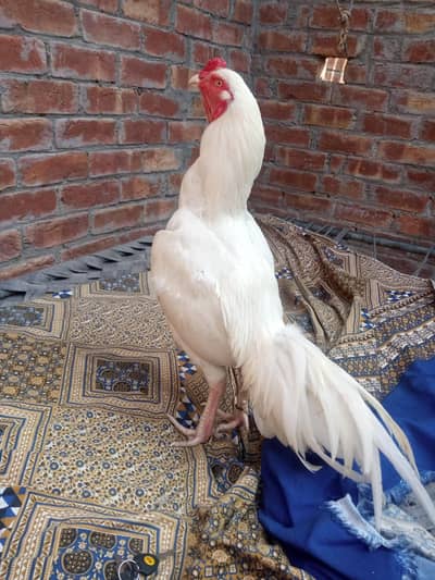 white heera