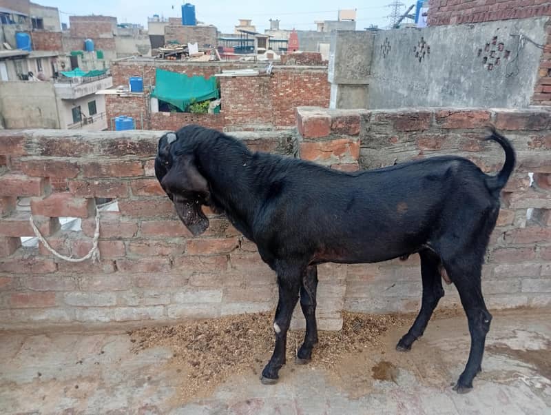 beetal bakra 0