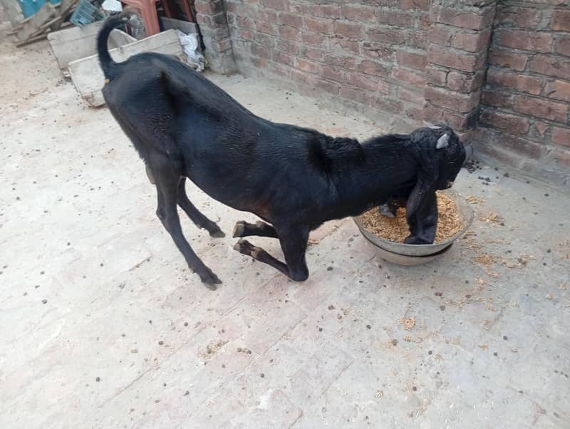 beetal bakra 1