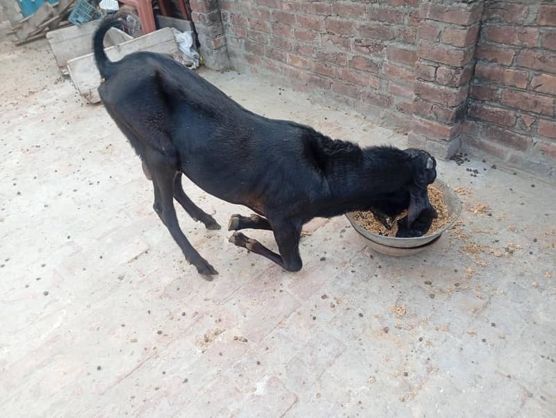 beetal bakra 2