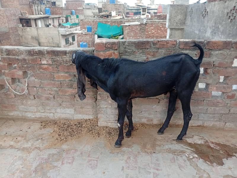 beetal bakra 3