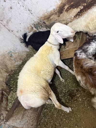 Goats