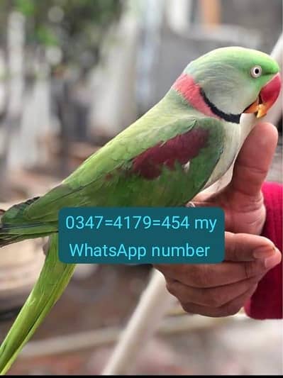 Kashmiri Raw parrot for sale Handtime