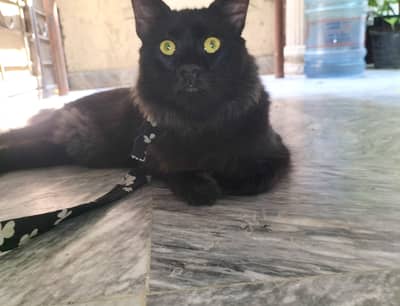 dark brown colour cat . Long hair bright yellow eyes