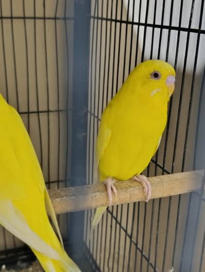 lutino red eyes budgie pair