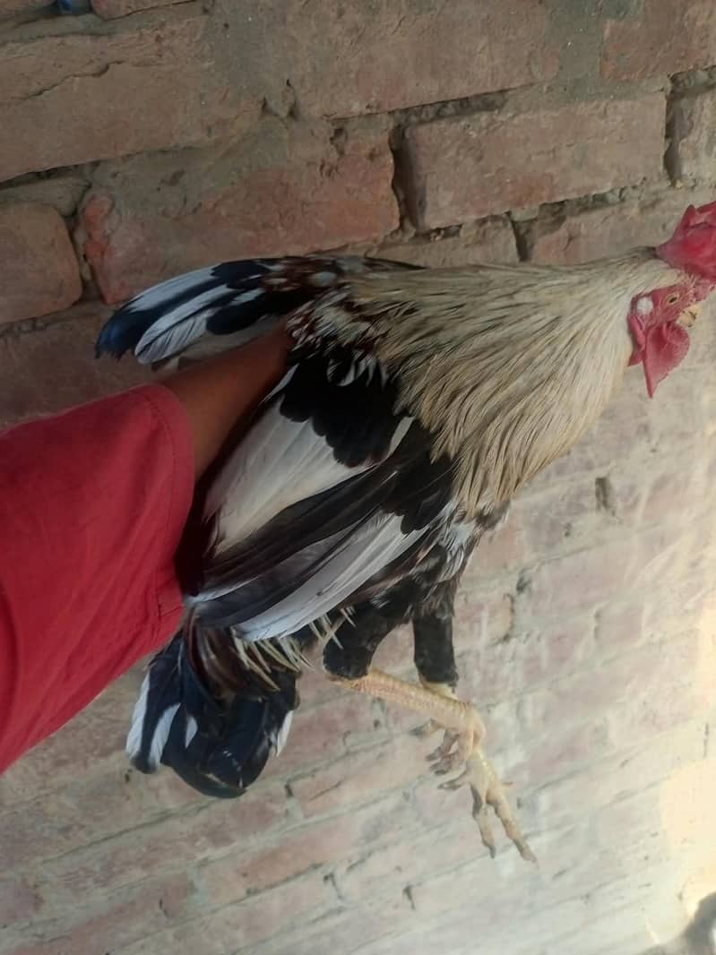 for sell 4