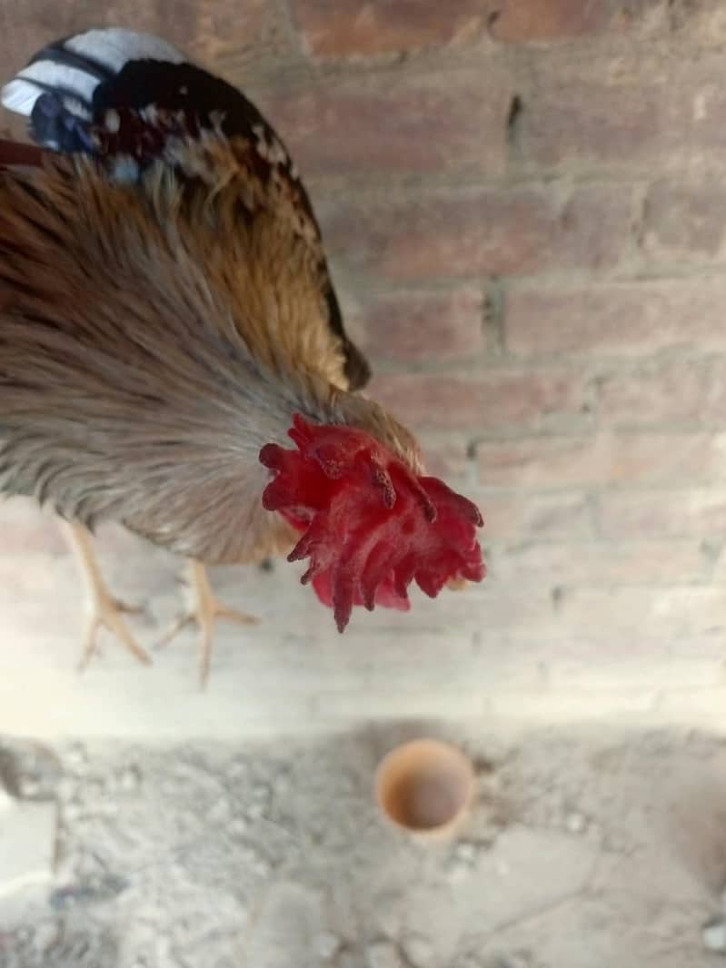 for sell 5