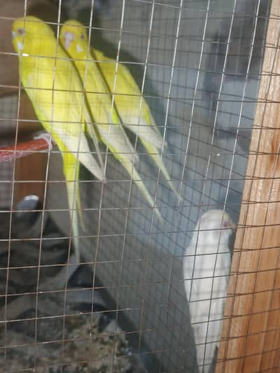read eyes parrots