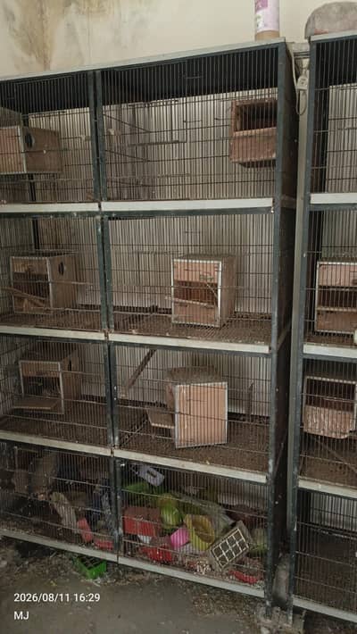 birds cage