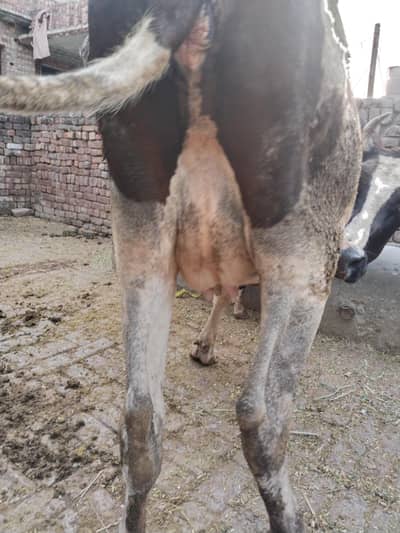 Australian Jersy Cow for Sale