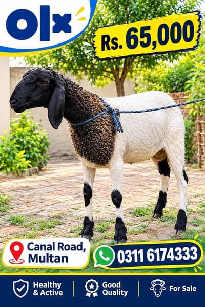 dunba sheep