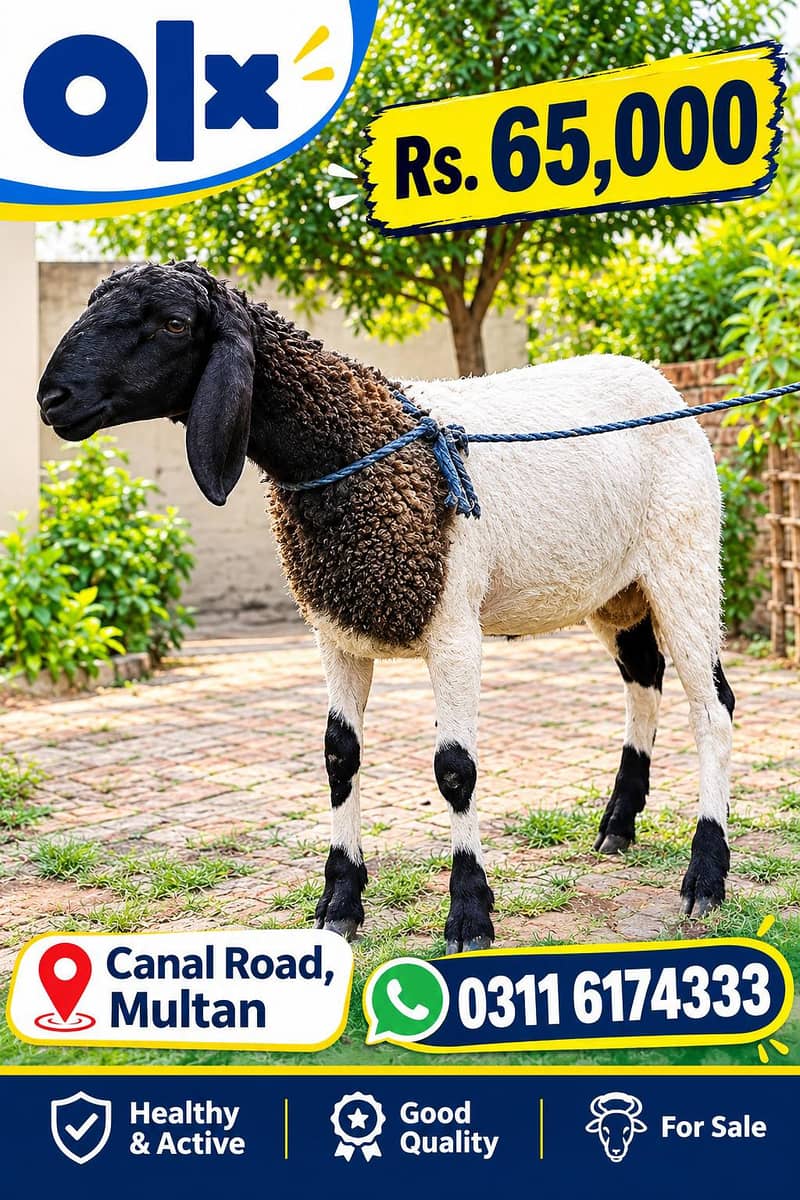 dunba sheep 0