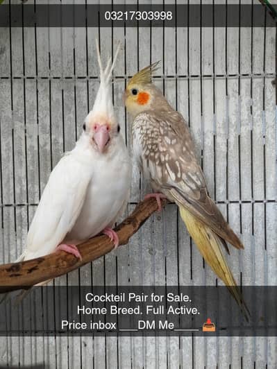 Cocktail pair