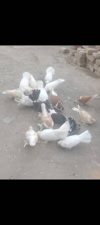 Precious Pigeons
