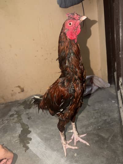 Mianwali Aseel murga