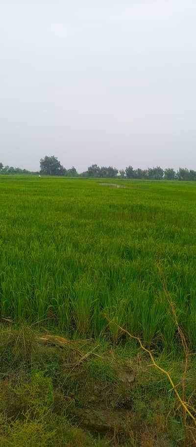 agreculter land for sale 80 karnal