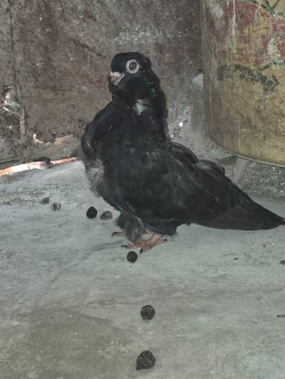 Fancy Pegions For Sale