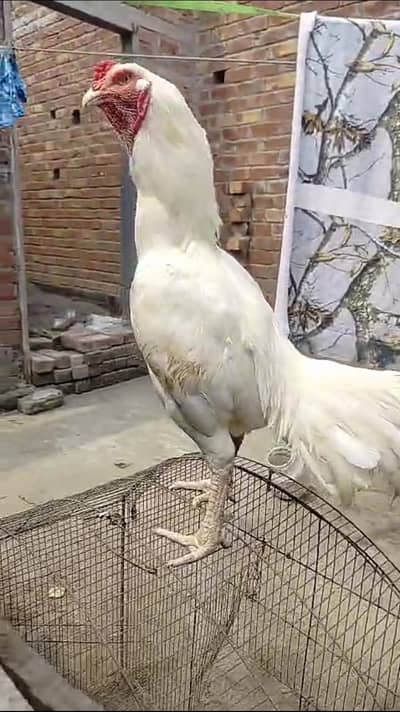 White Heera