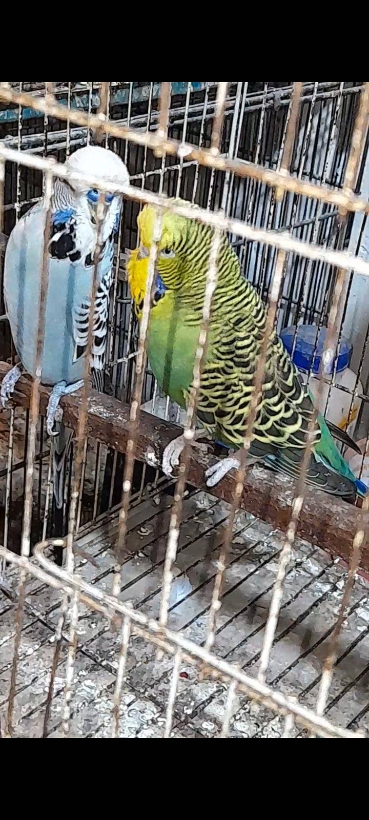 Exhibition pair 0