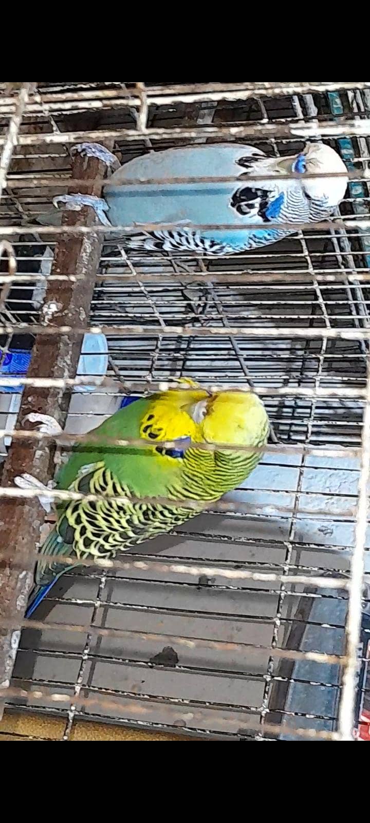 Exhibition pair 1