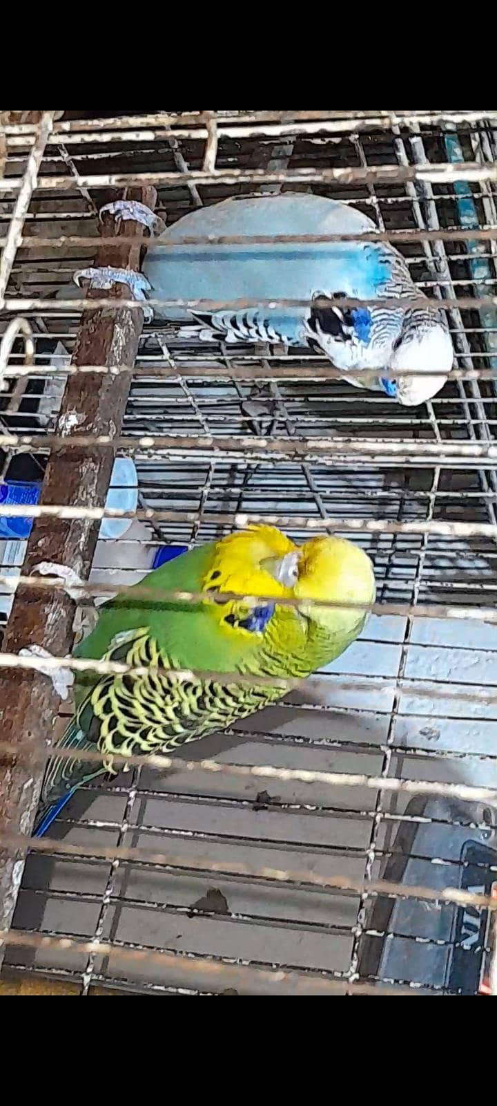Exhibition pair 2