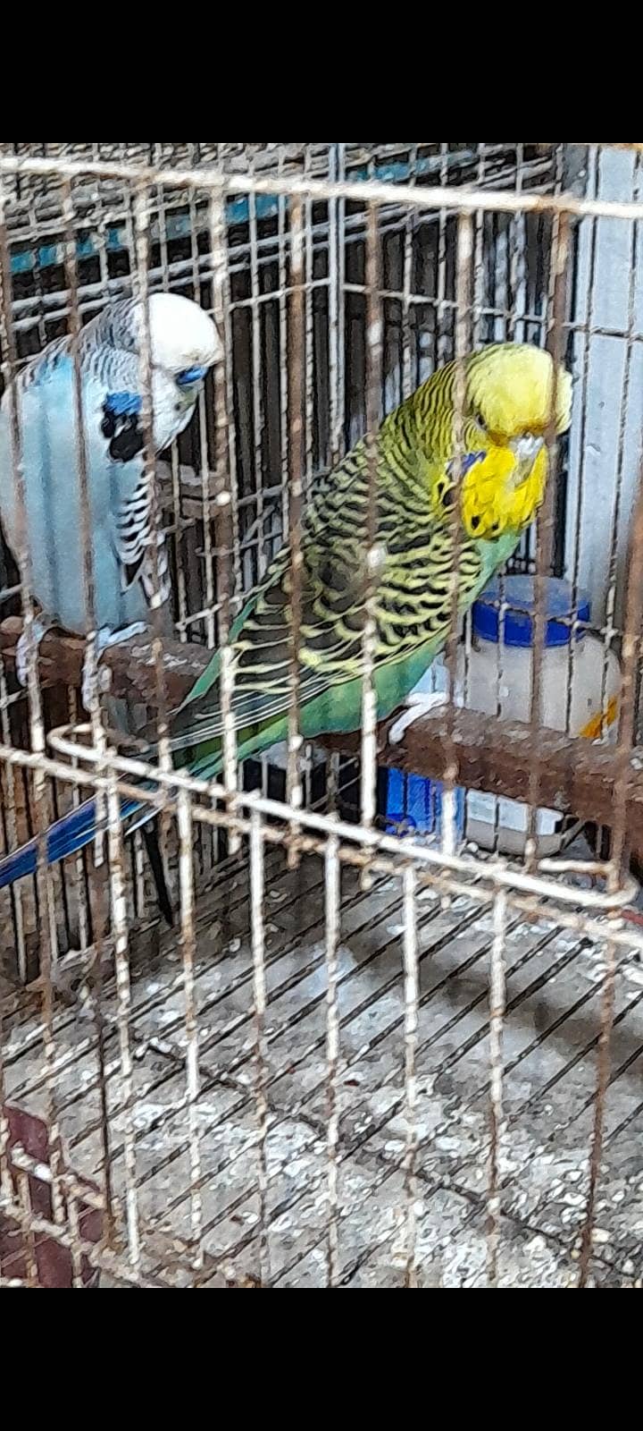 Exhibition pair 3