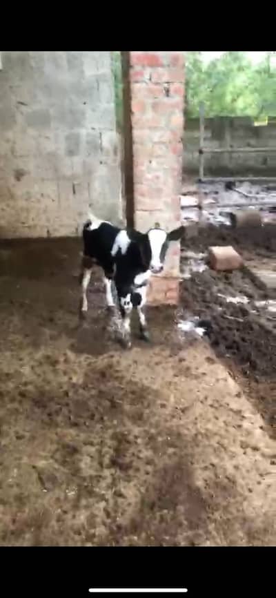 High milker cow for sale