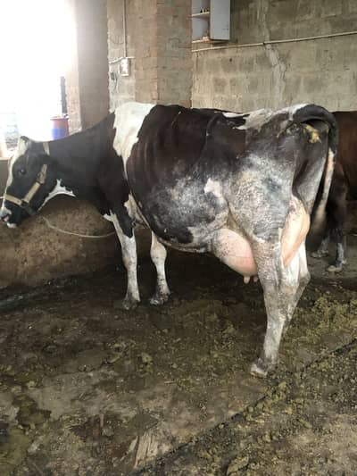 High milker cow for sale