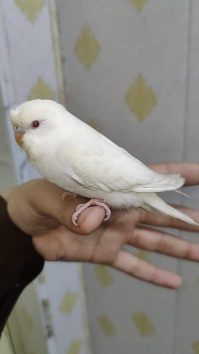 FINAL 2000 Hand Tamed Crust Piece RedEye Trained Zero Bite Budgie