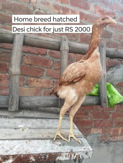 home hatched pure desi chicks