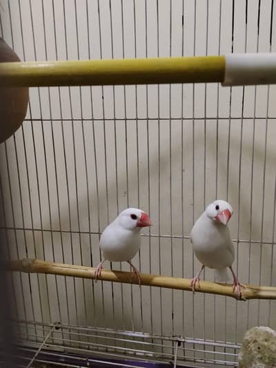 White Java Finch Breeder pair