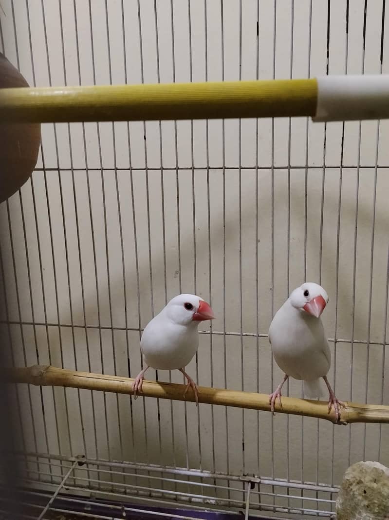 White Java Finch Breeder pair 0
