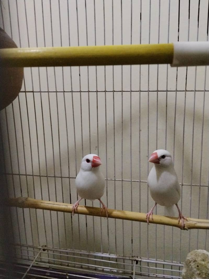 White Java Finch Breeder pair 1