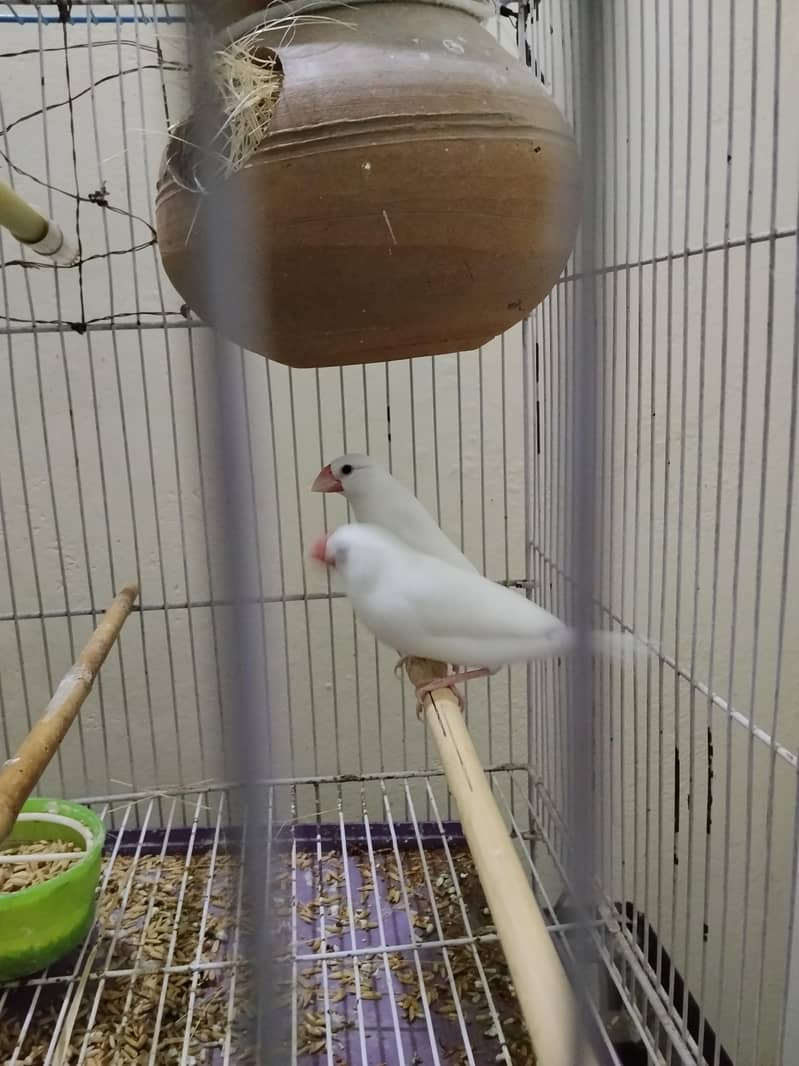 White Java Finch Breeder pair 2