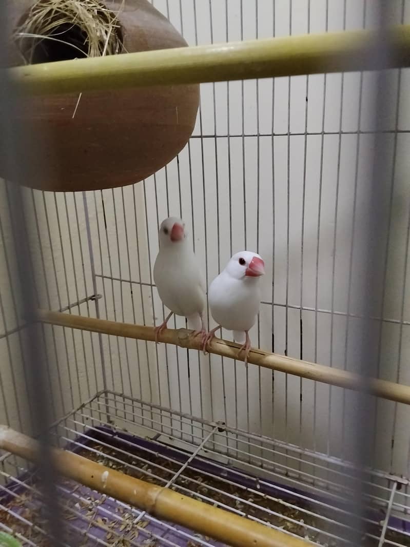 White Java Finch Breeder pair 3