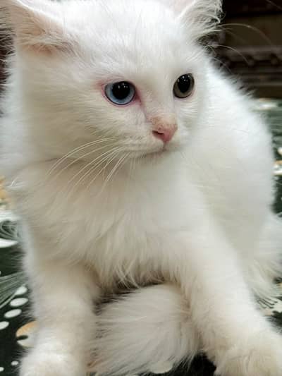 Beautiful Persian Kittens Available – Males & Females
